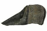 Partial Fossil Megalodon Tooth - Serrated #106935-1